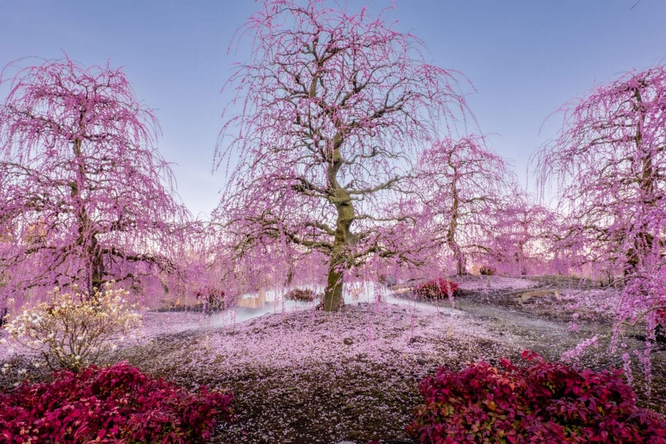 pink plum trees in full bloom drop their petals onto the ground