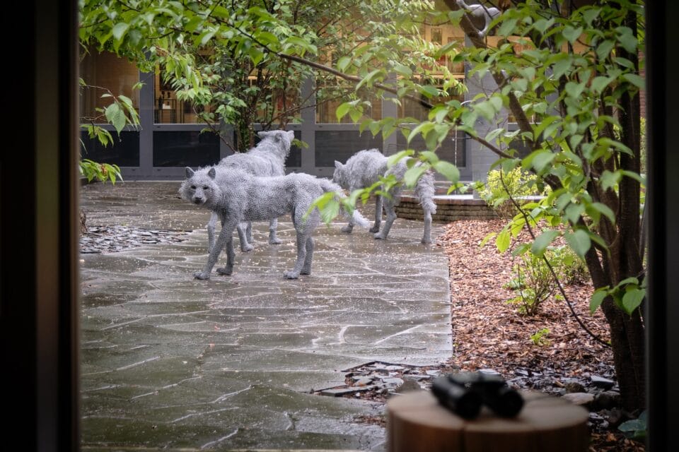 life-size wire sculptures of a wolves in the courtyard of a building
