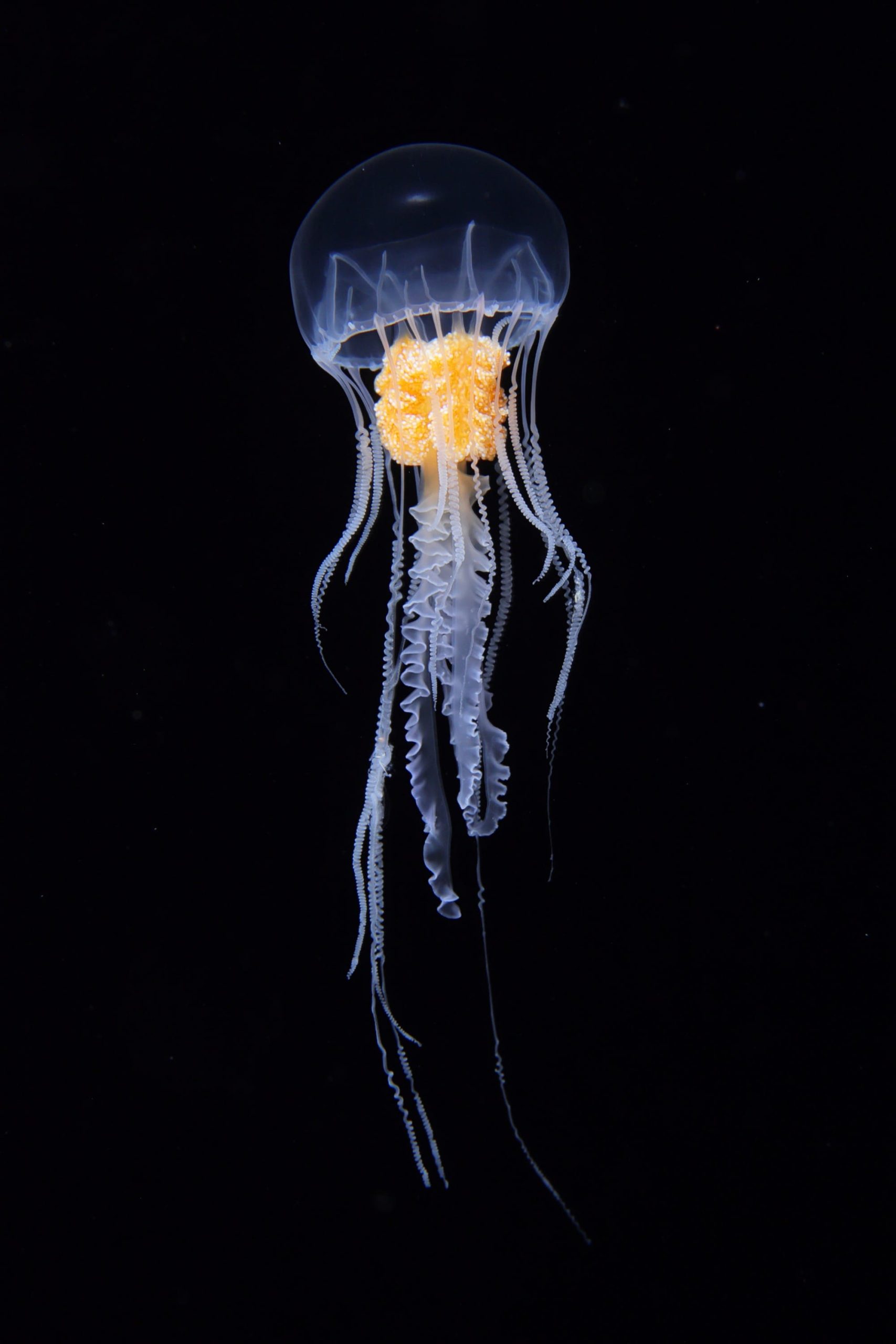 an underwater photograph of a jellyfish