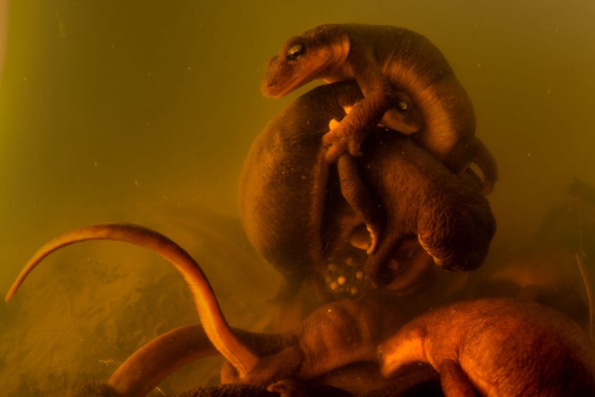 an underwater photo of a newt ball