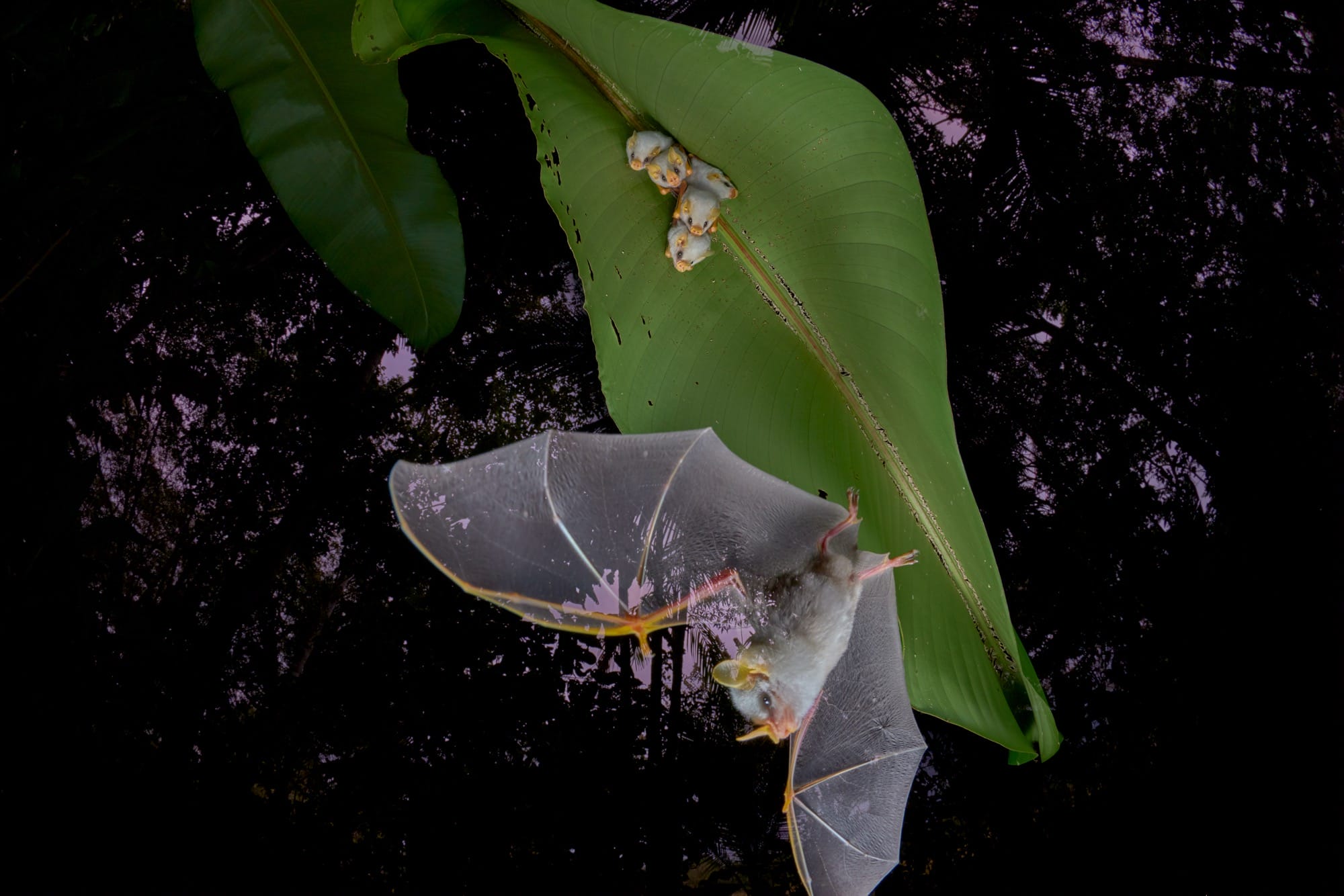 a white bat takes wing from a large leaf, where its babies are nestled