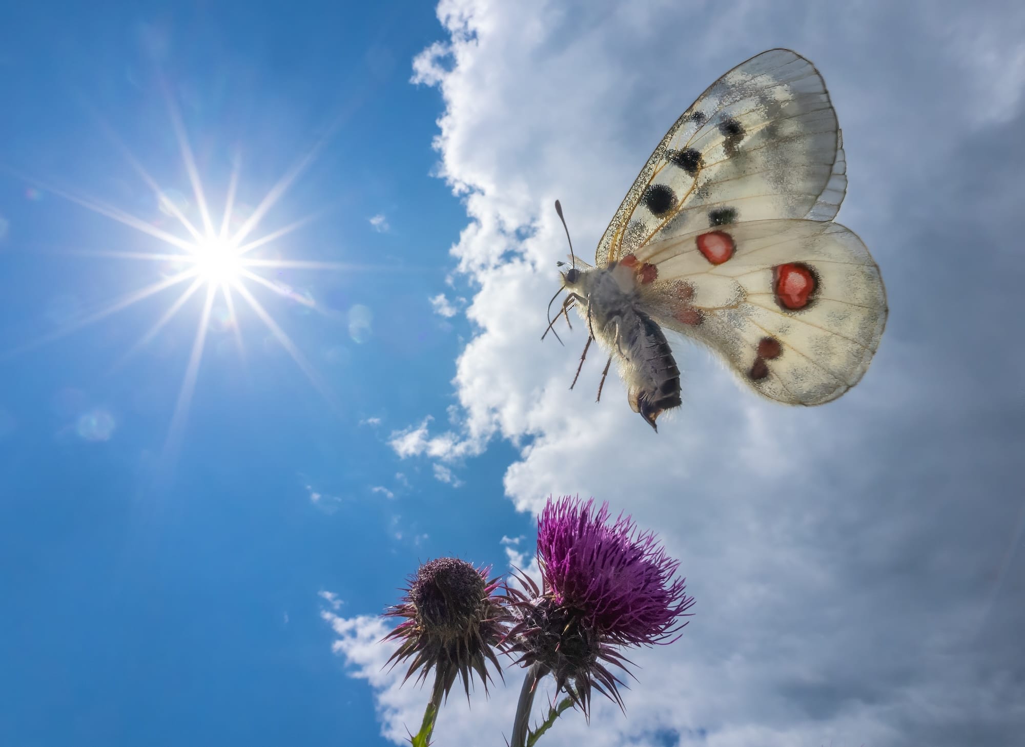 a white moth lands on a thistle against a blue, sunny sky