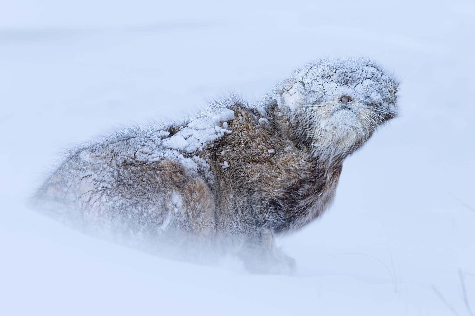 a pallas cat with snow caked onto its fur and face