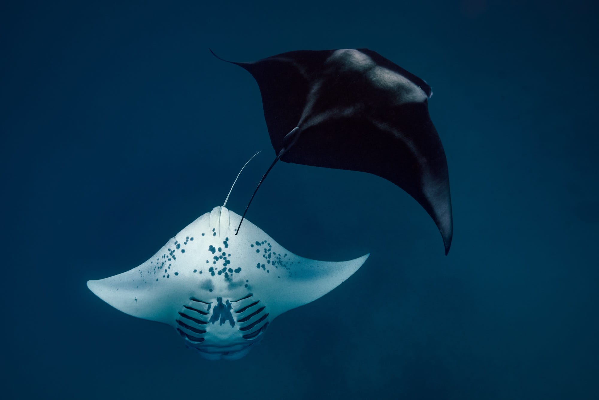 two rays swimming underwater, one with a white belly and the other with a black back