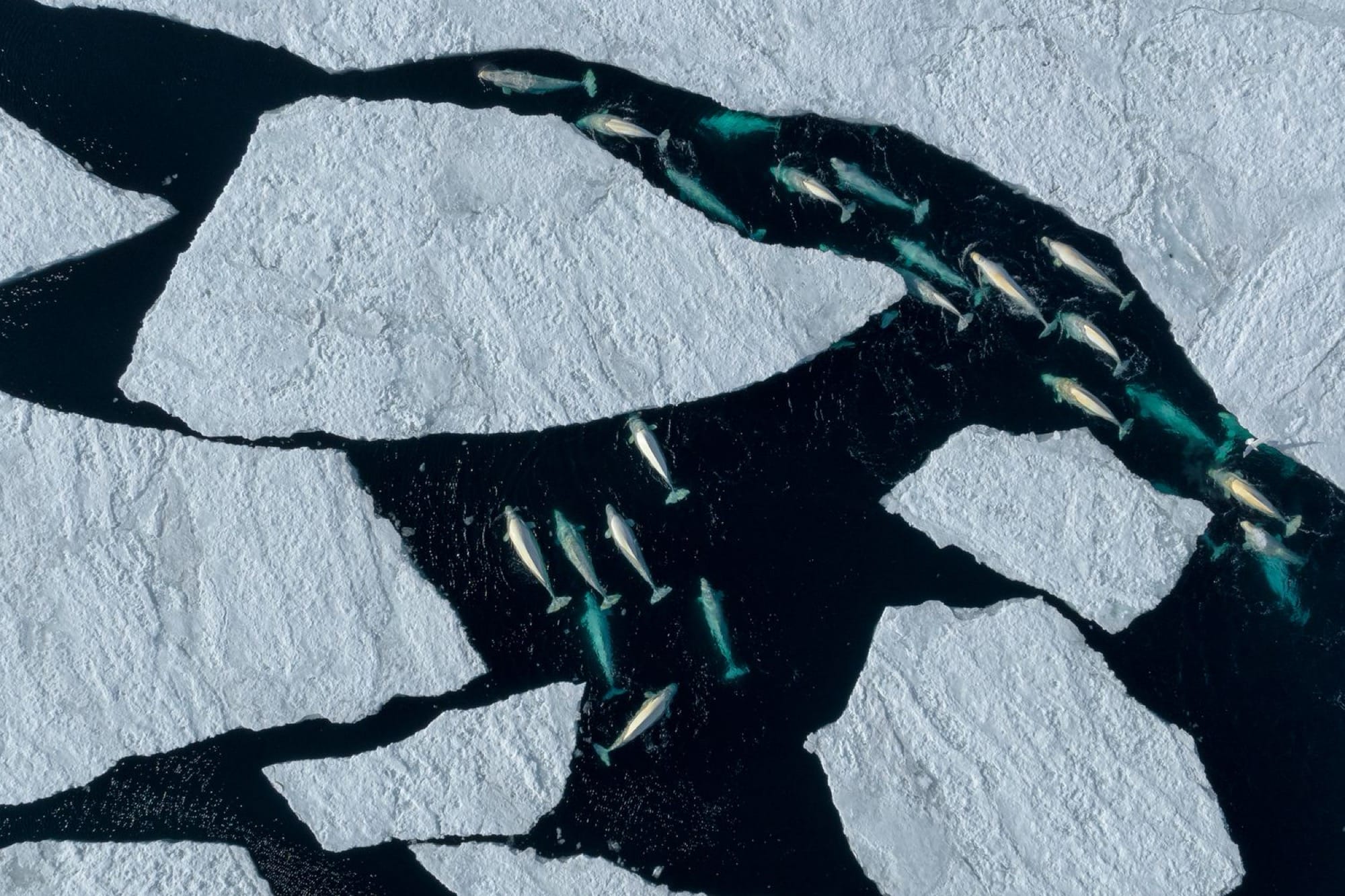 an aerial photo of whales swimming among ice floes