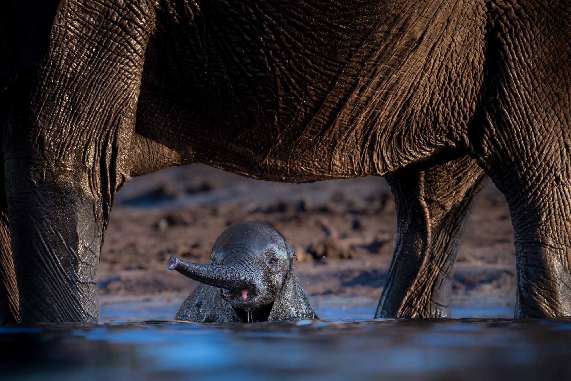 a baby elephant dips in the water underneath its parent