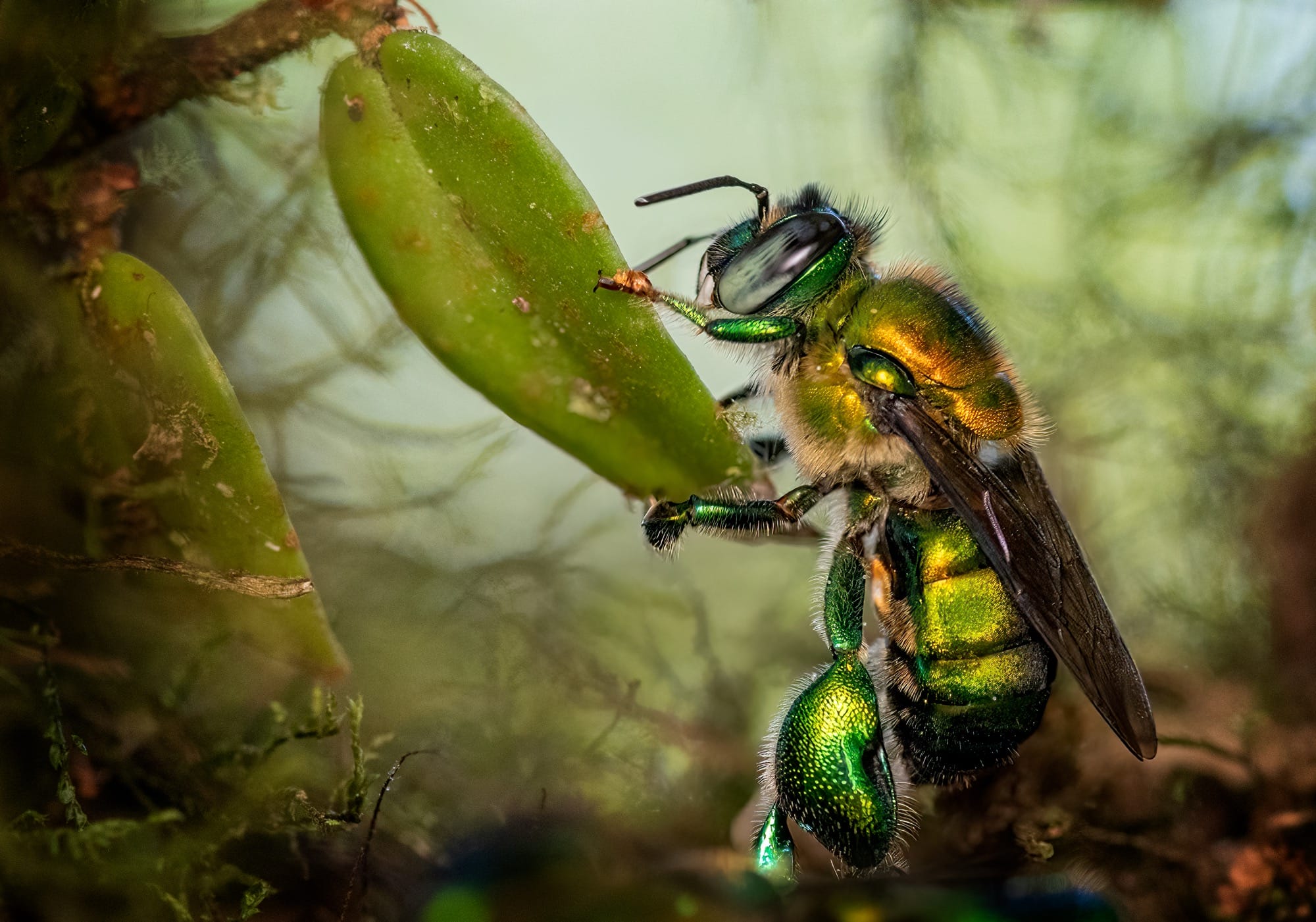 a photo of an insect holding onto a leaf