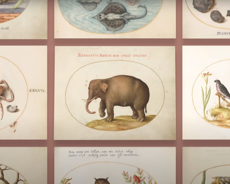 a grid of biological illustrations