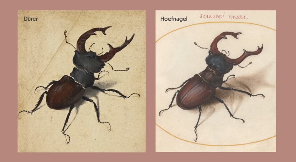 two beetle illustrations