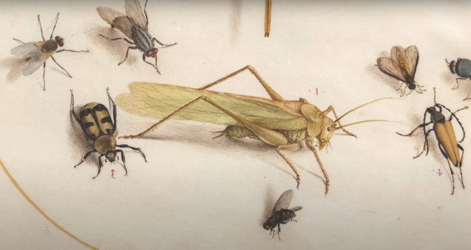 an illustration of various insects