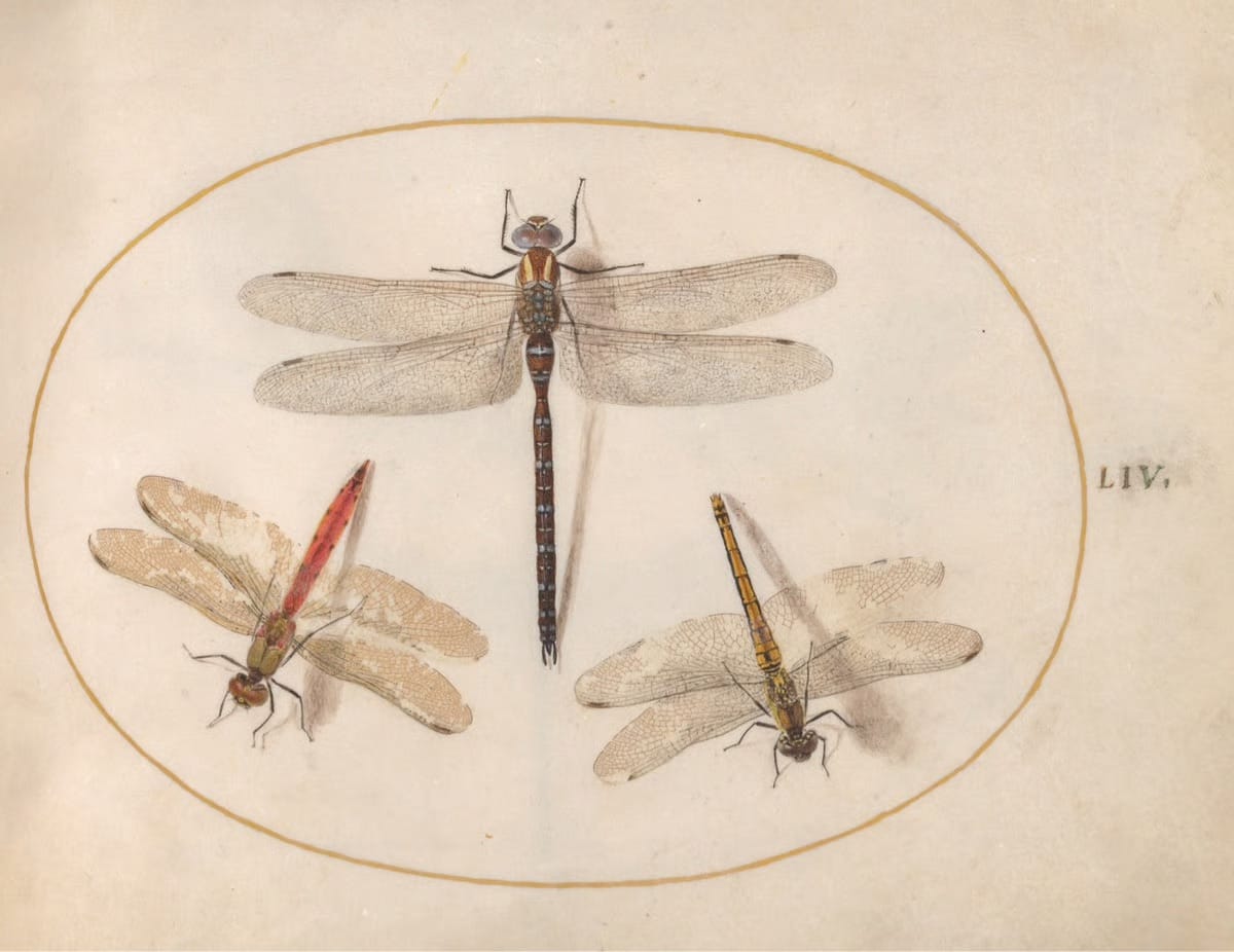 a drawing of three dragonflys
